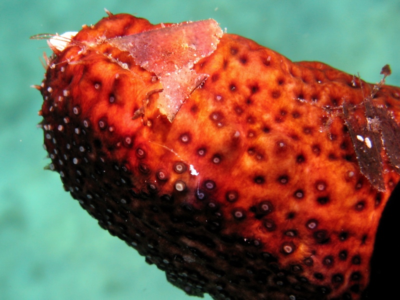 Confronti: Holothuria forskali, Holothuria poli, H. tubulosa